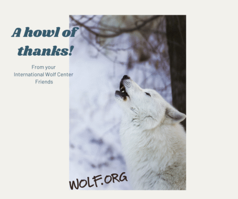 Arctic Howl of Thanks